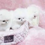 Maltese_Paradise_Puppy_-_Teacup_Puppies_Pet.jpg