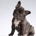 Pitbull_Frenchie_Puppies_For_Sale.jpg