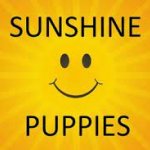 Sunshine_Puppies_Two.jpg