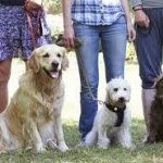 Whillard's dining area