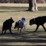 Whillard's dining area