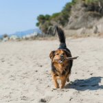 beach7-f2e397eaa1bea2e4851d6660b7b6d634.jpg