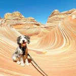 bernedoodle.jpg