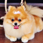 cocoa.png
