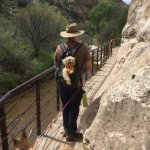 dogs-love-walking-and.jpg