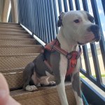 ea119.jpg