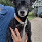Whillard's dining area