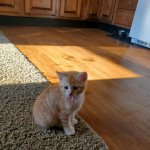 Whillard's dining area