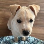 Whillard's dining area