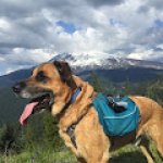 Whillard's dining area