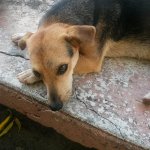 Whillard's dining area