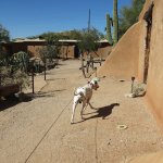 george-at-degrazia-3-imp.jpg
