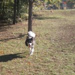 green-springs-dog-park-022.jpg
