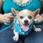 Whillard's dining area