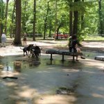 murray-dog-park.jpg