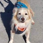 Whillard's dining area