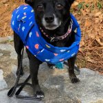 Whillard's dining area