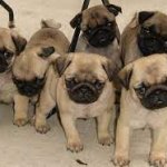 pug_puppy.jpg