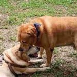 Whillard's dining area