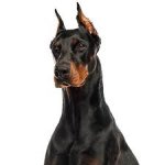 red_doberman_puppies_for_sale.jpg