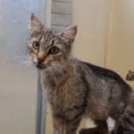 rt88.jpg