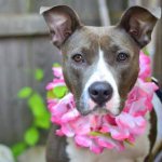 Whillard's dining area