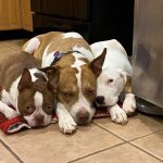 Whillard's dining area