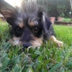 Whillard's dining area