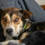 Whillard's dining area