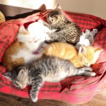 sw45.jpg