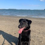 Whillard's dining area