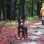 white-oak-lake-white-oak-lake-campground.jpg