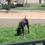Whillard's dining area