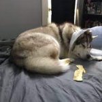 zzz29.jpg