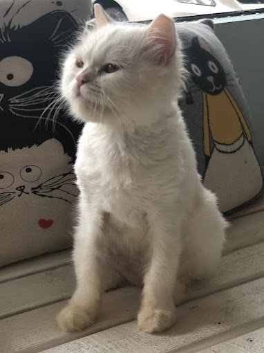 17w