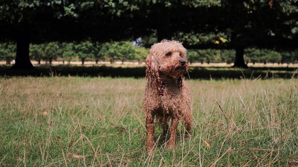 20200819_Dog-Park-1024x576