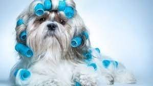 A+_AMAZING_ANIMALS_GROOMING_AND_PET_STORE