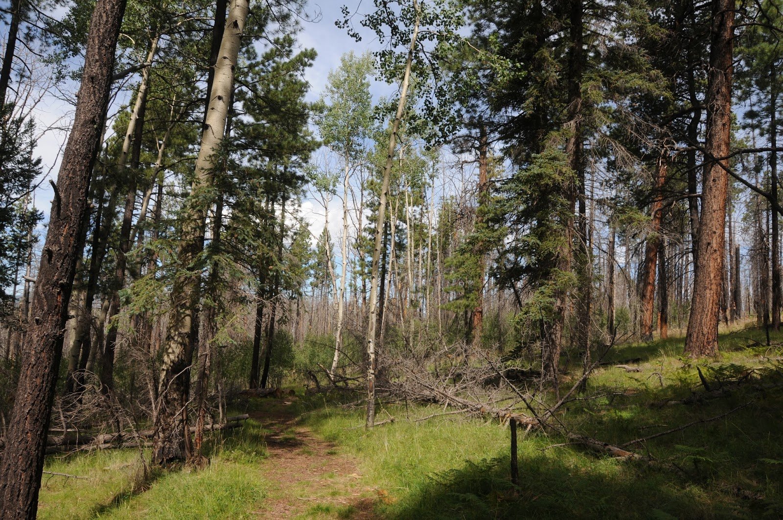 AspenPath53