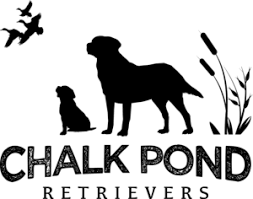 CHALK_POND_LABRADOR_RETRIEVER_PUPPIES