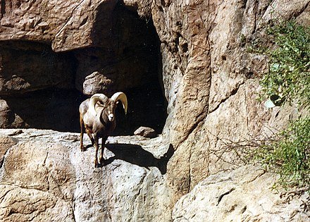 CPBighorn