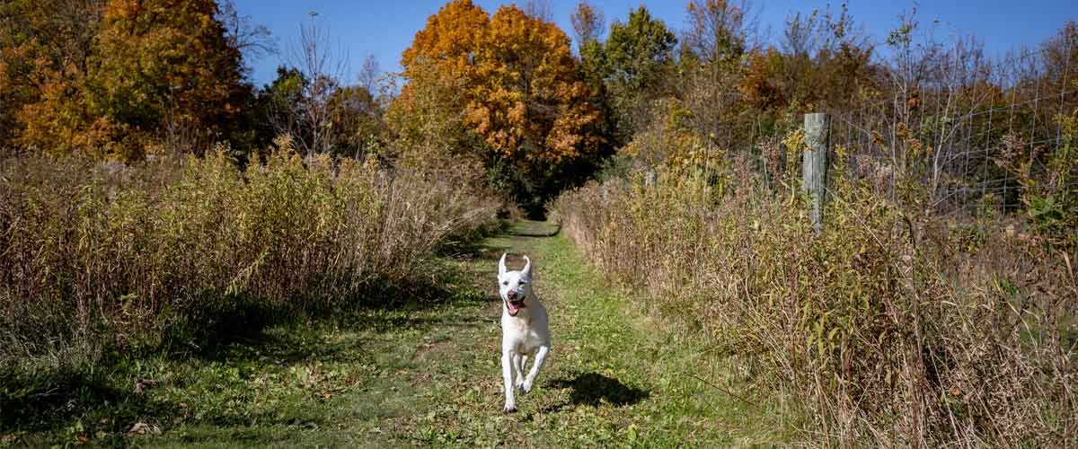 Carver_-_Dog_off_leash_area_-_fall
