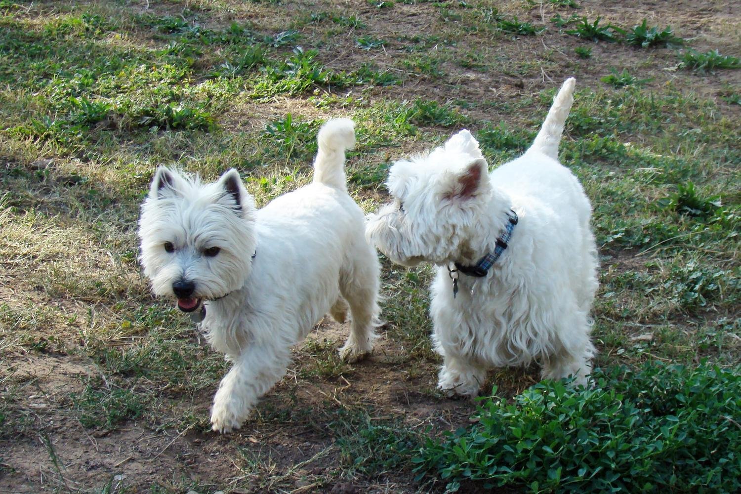 Darbie_with_new_westie_friend_at_dog_park