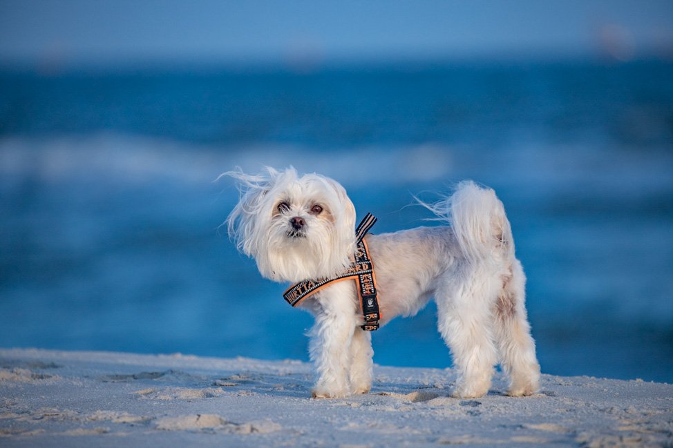 DauphinIsland-Alabama-KristinLuna-24