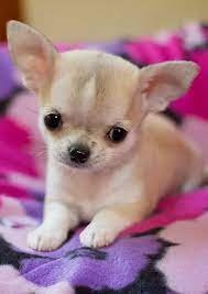 Destiny_Chihuahua_Pups