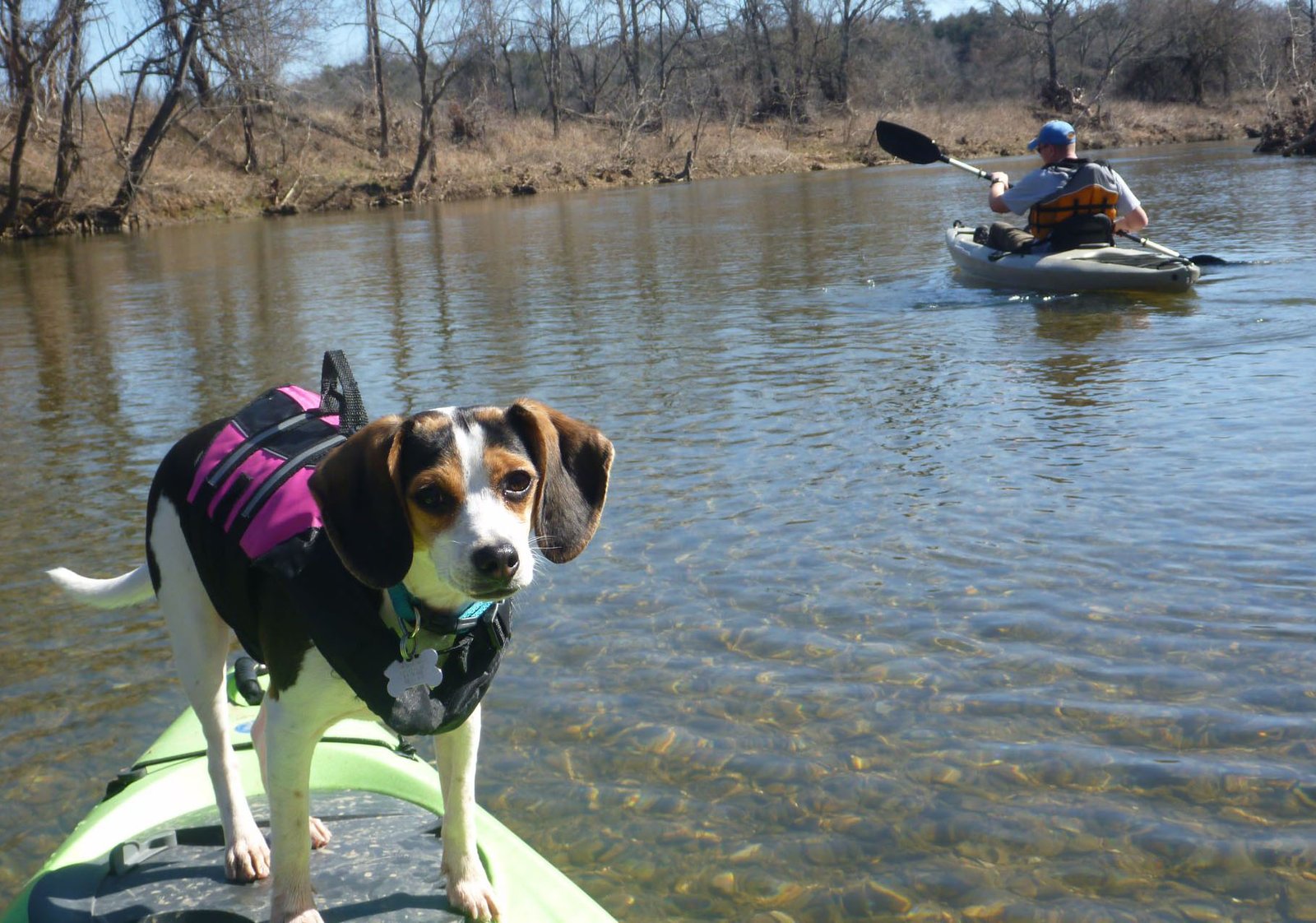 Dog-on-Kayak