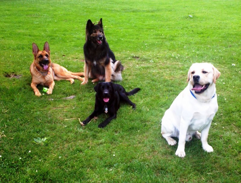 Dog_Park_Pic
