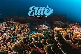 Elite_MarineLife
