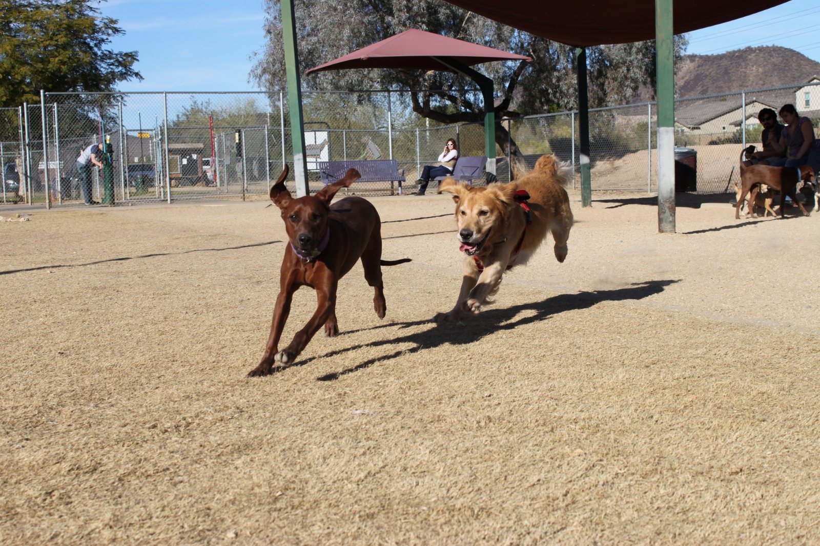 Foothills_Dog_Park_066