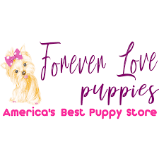 Forever_Love_Puppies_Miami