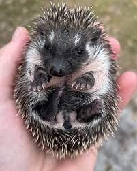 Hope_Hedgehogs